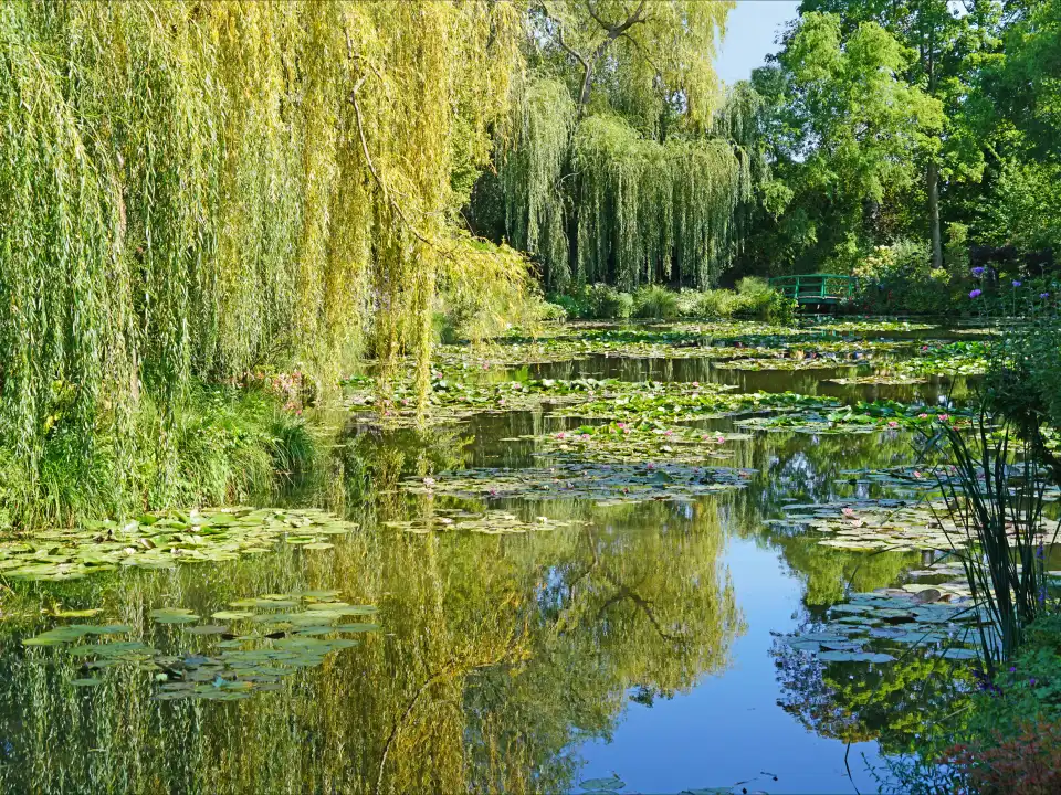 Le bassin aux nymphéas du jardin de Claude Monet à Giverny, entouré de saules pleureurs au bord de l'eau
